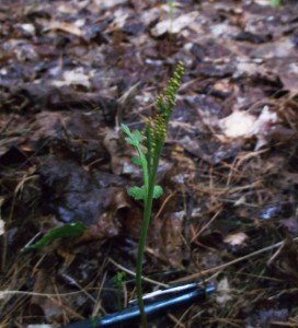 Botrychium matricarifolium photographed in Leelanau County