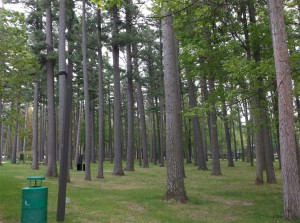 The mixture of white pines, red pines and oak at the NMC campus represent the forest of most of Traverse City before white settlement.