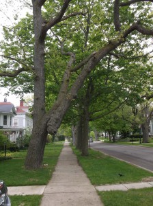 The white oak trail-marking tree on Washington St. near the Courthouse reflects the forest of 165 years ago.