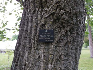 James Decker Munson started the arboretum in front of Building 50 at the Commons. Plaques describing tree species still remain.