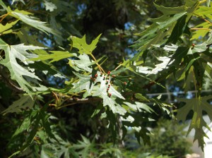 Maple Bladder Galls on Silver Maple, Traverse City.