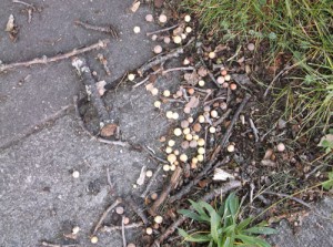 Collection of pea size galls