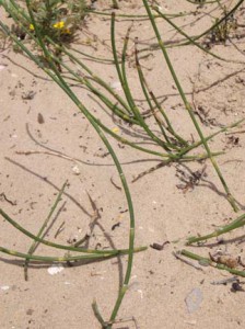 A common version of horsetail in the Grand Traverse region, E. Ferissii, the bane of beach owners.