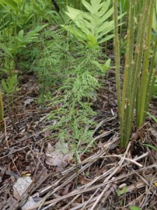 A less common species of snake grass, or horsetails, Equisetum sylvaticum has a lacy appearance.