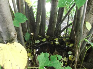 Basswood stump, what is left of the original plant, with volunteer trees surrounding.