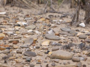 Lag gravel lying undisturbed, at a ventifact field in the Grand Traverse Region.