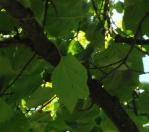 Liriodendron tulipifera is fun for all ages. Look at the shape of the leaves; can you guess why its common name is Tulip Tree?