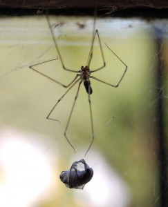 Cellar spider with prey. Image courtesy of Tom Blackwell through a Creative Commons license on Flickr.