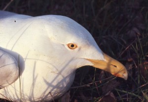 This gull politely sits, allowing us a good view of its eye color. The author is able to tell the age of gulls from afar, as their eye color changes as they age.