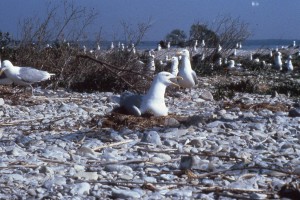 The sole inhabitants of Bellows Island, also known as Gull Island, busily nesting.