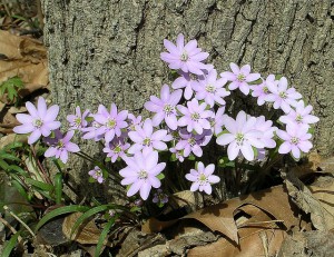 Sharp-lobed Hepatica, one of the earliest spring flowers, adored by Mourning Cloak's and people alike. Image courtesy of Jason Sturner, https://www.flickr.com/photos/50352333@N06/.