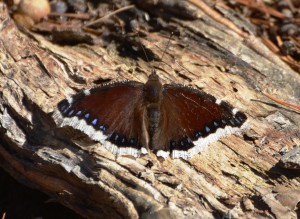 Mourning Cloak Butterfly, image courtesy Andy Reago and Chrissy McClarren, https://www.flickr.com/photos/wildreturn/.