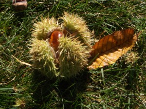 European Chestnut bur, image courtesy of the author.
