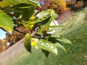 European Chestnut leaves, image courtesy of the author.