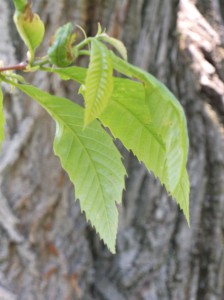 Immature leaves of the National Champion American Chestnut on Old Mission, 28 May 2015.
