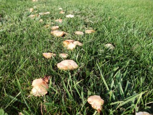 The Fairy Ring Mushroom, Marasmius oreades. Image courtesy of Les Chatfield, https://flic.kr/p/8FsBM6