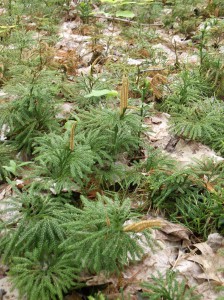 Dendrolycopodium dendroides. Image courtesy of the author.