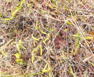 Lycopodiella inundata, found in local bogs.