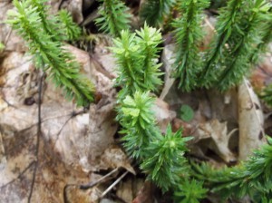 Shining Club Moss, with springboards for gemmae. Image courtesy of the author.