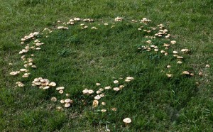 Image of Fairy Ring, composed of Marasmius oreades. Image courtesy of Steve Trudell, http://www.timberpress.com/author/steve_trudell/1457