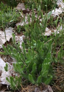 Lycopodium clavatum. Image courtesy of the author.