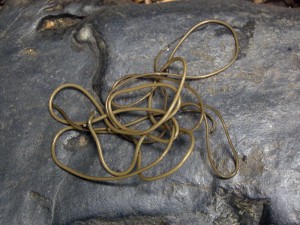 A single horsehair worm displays its characteristic tangle. Image courtesy of Sara Viernum, https://flic.kr/p/dj6A4M.