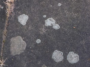 Crustose lichens form a crust that strongly adheres to the substrate (here, a granite tombstone), making separation from the substrate impossible without destruction. Image courtesy of the author.