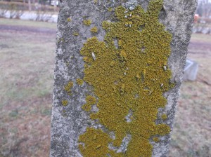 Foliose lichen, characterized by their leafy appearance. Image courtesy of the author.