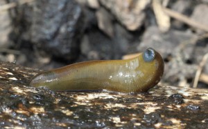 Haemopis sanguisuga, or horse leech. Image courtesy of H. Krisp, Wikimedia Commons.