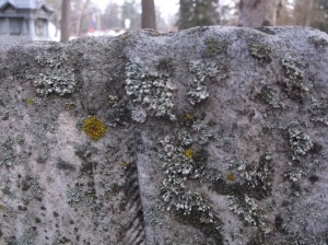 A variety of lichens, clinging to tombstones at Oakwood Cemetery, Traverse City. Image courtesy of the author.