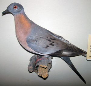 James St. John, Stuffed male passenger pigeon. From the Field Museum of Natural History collection.