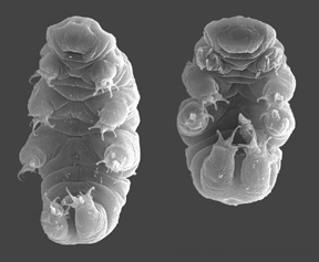 Image provided by Willow Gabriel, Goldstein Lab - https://www.flickr.com/photos/waterbears/1614095719/ Template:Uploader Transferred from en.wikipedia to Commons., CC BY-SA 2.5, https://commons.wikimedia.org/w/index.php?curid=2261992