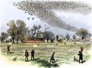 Smith Bennett, Passenger Pigeon flock being hunted, from "The Illustrated Shooting and Dramatic News", 3 July 1875.