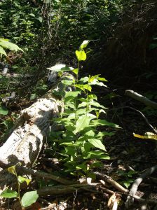 Shade-intolerant black cherry sprouts under an open canopy. Image courtesy of the author, 2016.