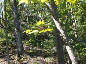 Epicormic sprouts on sugar maple. Image courtesy of the author, 2016.