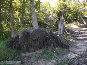 Tipped trees expose roots and soil. Image courtesy of the author, 2016.