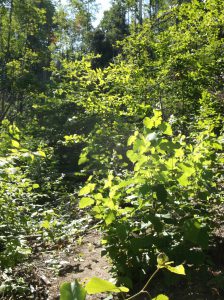 Invasive white poplar sprouts race towards the sun. Image courtesy of the author, 2016. 