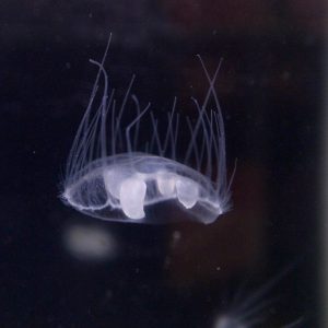 Craspedacusta sowerbyi, a freshwater jellyfish native to China that is now a world-wide invasive species. Image courtesy of OpenCage (opencage.info) [CC BY-SA 2.5 (http://creativecommons.org/licenses/by-sa/2.5)], via Wikimedia Commons
