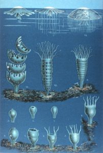 The development of Jellyfish. This image is taken from the book "Das Meer" (The Sea), by Matthias Jacob Schleiden. Top are medusae, or jellyfish; bottom are polyps. In the middle polyps strobilate (divide horizontally) to form medusae. Image courtesy of Matthias Jacob Schleiden (1804-1881) - Schleiden M. J. "Die Entwicklung der Meduse". In: "Das Meer". Verlag und Druck A. Sacco Nachf., Berlin, 1869.NOAA photo library, Public Domain, https://commons.wikimedia.org/w/index.php?curid=2051