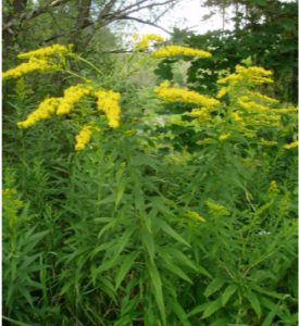 Goldenrod, image courtesy of the author, Fall 2016.