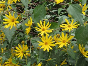 Jerusalem Artichokes, flowering, CC0.