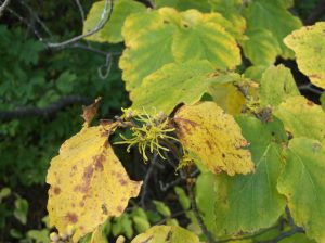 Witchhazel Blossom, image courtesy of the author, Fall 2016.