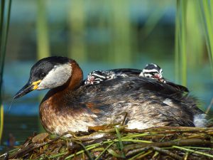 Red-necked Grebe with chicks. By Lukasz Lukasik (Own work) [GFDL (http://www.gnu.org/copyleft/fdl.html) or CC-BY-SA-3.0 (http://creativecommons.org/licenses/by-sa/3.0/)], via Wikimedia Commons. [Editor's note: Grebes are not found in Michigan. We just loved this photo.]