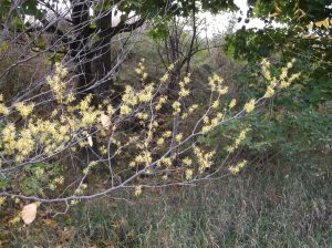 Witchhazel, image courtesy of the author, October 2016.