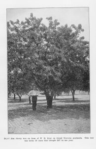 "Royal Ann cherry tree on farm of W.B. Gray on Grand Traverse Peninsula. This tree has borne 18 cases that brought in $27 in one year." From "Forty-Second Annual Report of the Secretary of the State Horticultural Society of Michigan for the Year 1912."