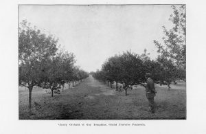 Cherry Orchard of Guy Tompkins, Grand Traverse Peninsula. From "Forty-Second Annual Report of the Secretary of the State Horticultural Society of Michigan for the Year 1912."
