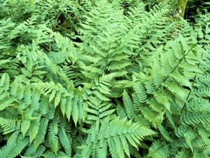 Nature  Grand Traverse Journal