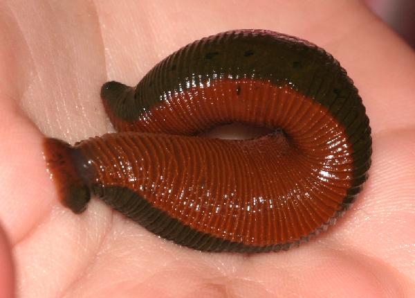 I vant to suck your blood”: Encountering Leeches in Northern Michigan